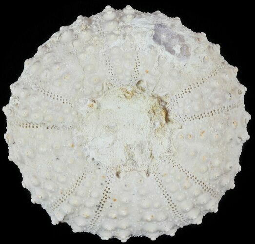 Tetragramma Fossil Echinoid (Sea Urchin) - Morocco #61397
